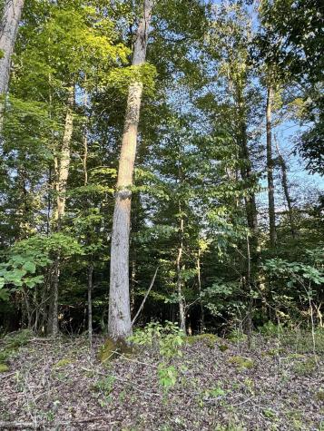 144 Spring Trail Bruceton Mills WV 26525