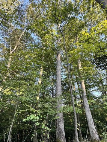 144 Spring Trail Bruceton Mills WV 26525