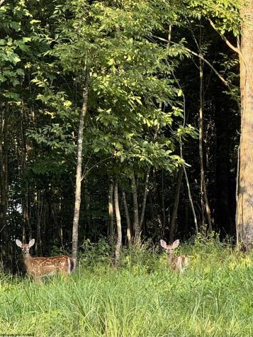 144 Spring Trail Bruceton Mills WV 26525