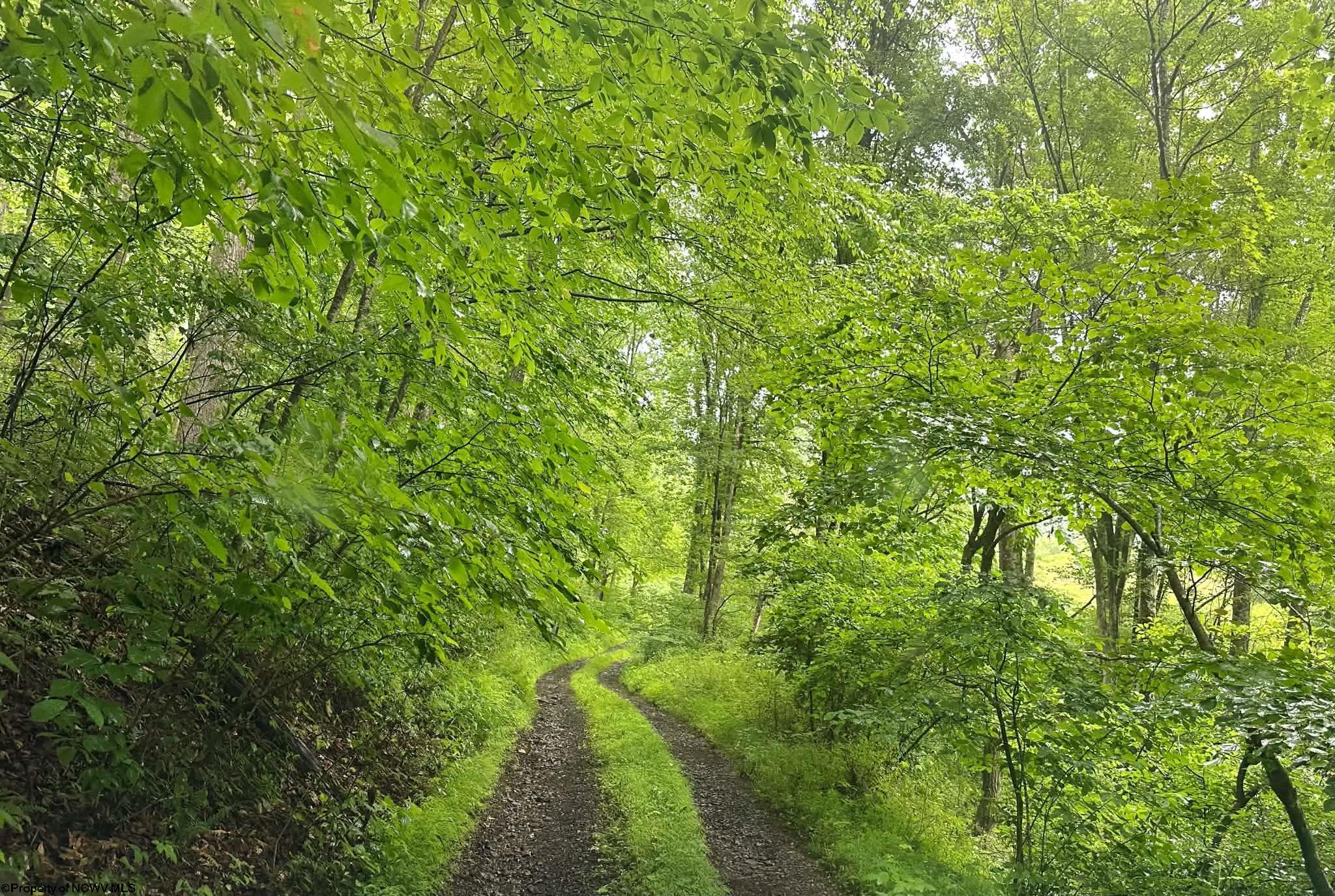 0 Saltlick Road Terra Alta WV 26764