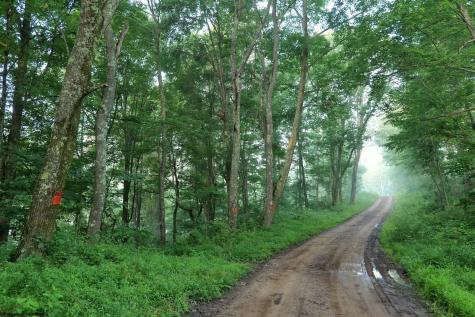 0 Saltlick Road Terra Alta WV 26764