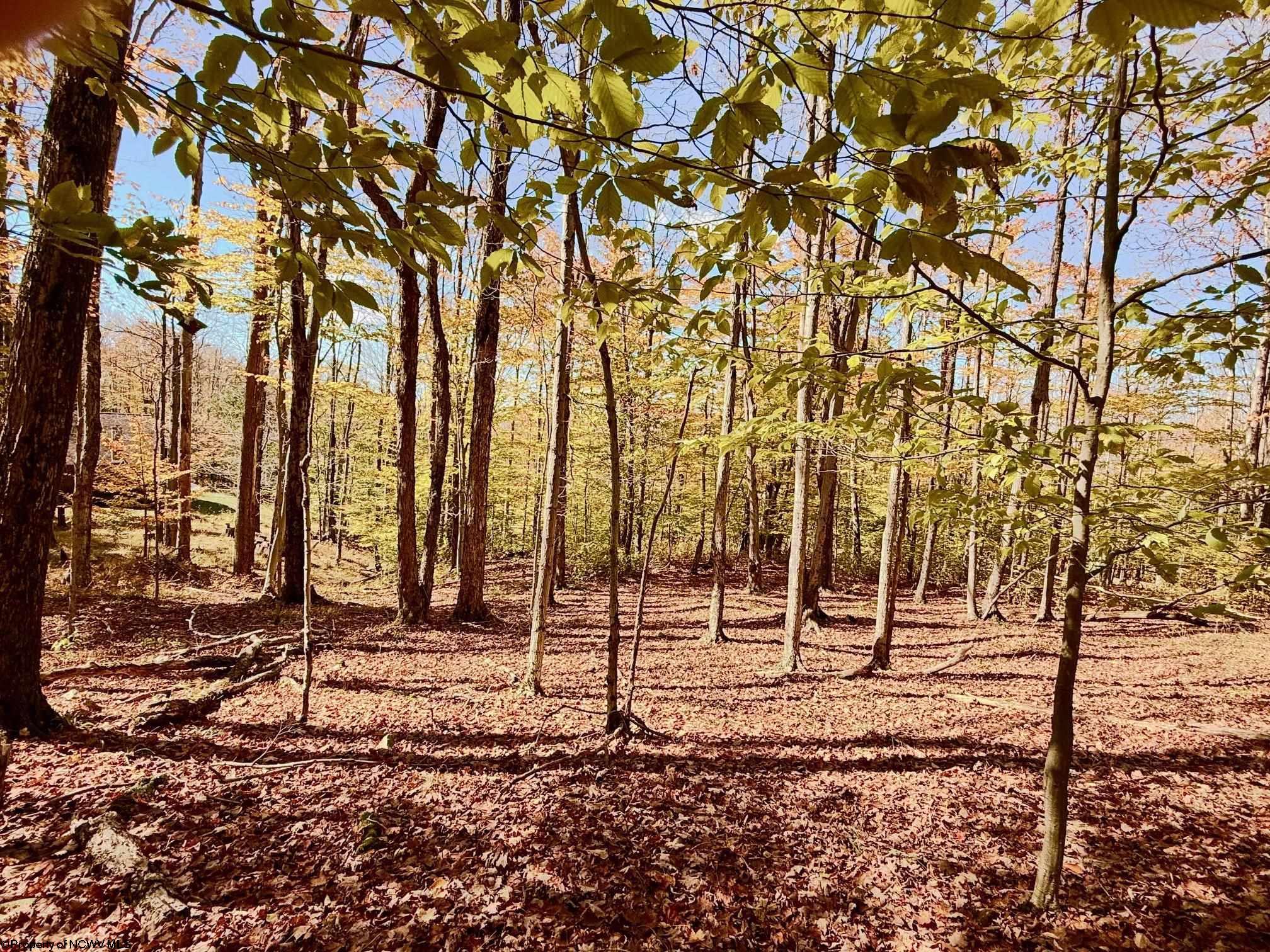90 Mountainside Road Davis WV 26260-0000