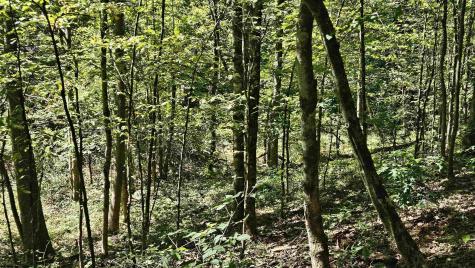 241 Briar Patch Road Philippi WV 26416