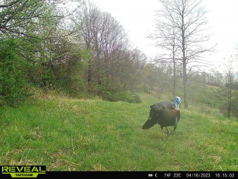 1931 Saint Leo Road Wana WV 26590