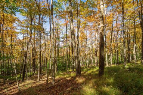 110 Fern Lane Davis WV 26260