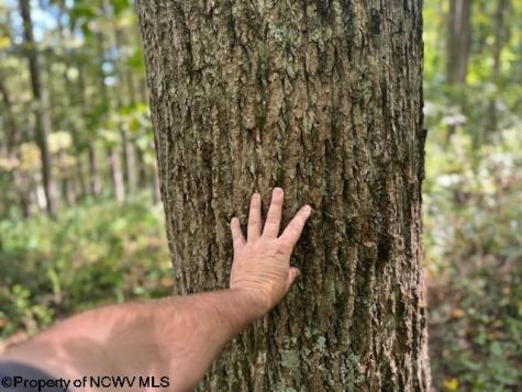 0 Simpson Road Belington WV 26250-0000