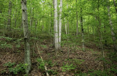 1 Sycamore Fork Road Wallace WV 26448