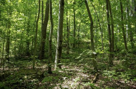 1 Sycamore Fork Road Wallace WV 26448