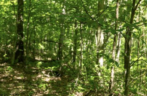 1 Sycamore Fork Road Wallace WV 26448