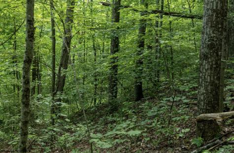 1 Sycamore Fork Road Wallace WV 26448