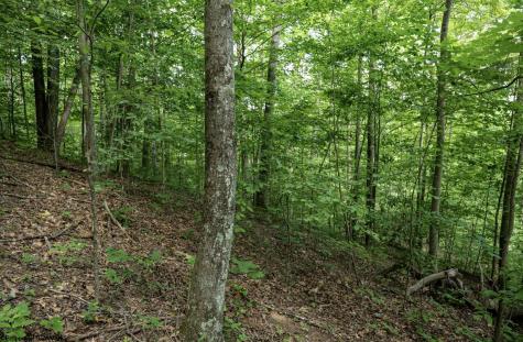 1 Sycamore Fork Road Wallace WV 26448
