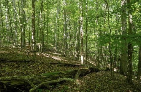 1 Sycamore Fork Road Wallace WV 26448