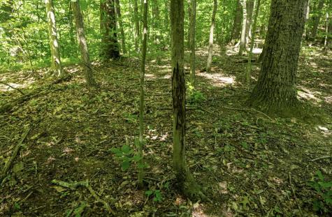 1 Sycamore Fork Road Wallace WV 26448