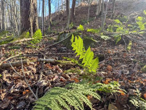 12 Whitewater Parkway Bruceton Mills WV 26525