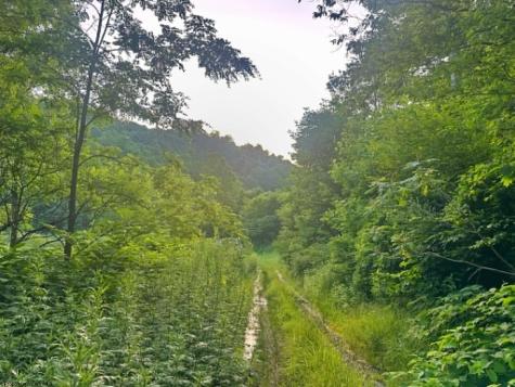 1 Saltlick Road Terra Alta WV 26764