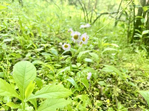 0 John Orr/sand Plant Road Independence WV 26374