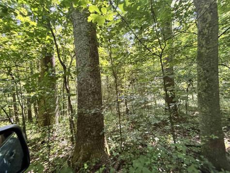 110 Danner Road Belington WV 26250