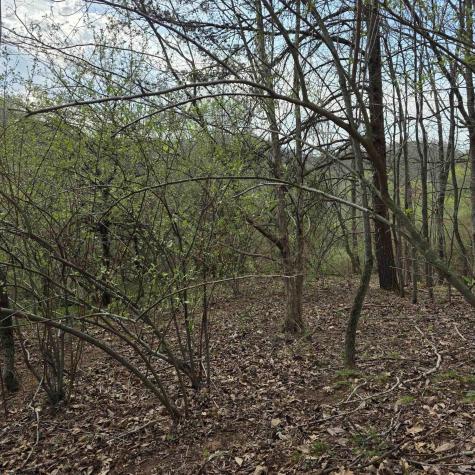 0 Crooked Fork Road Walkersville WV 26447