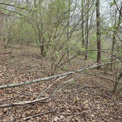 0 Crooked Fork Road Walkersville WV 26447