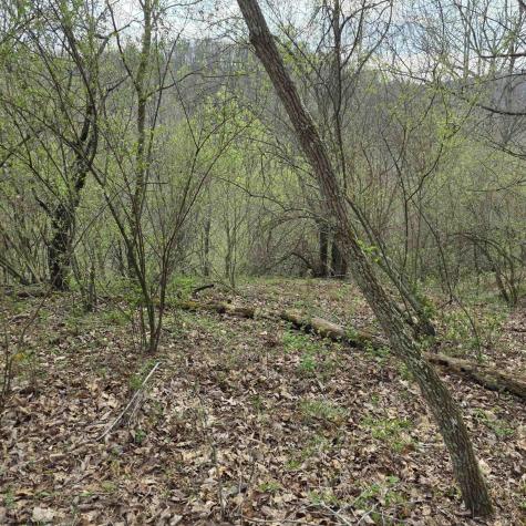 0 Crooked Fork Road Walkersville WV 26447