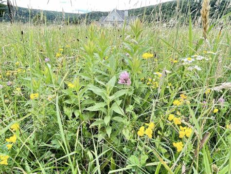 0 Cortland Road Davis WV 26260