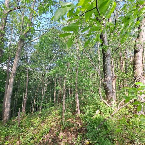 0 Hudson Mill Road Albright WV 26519