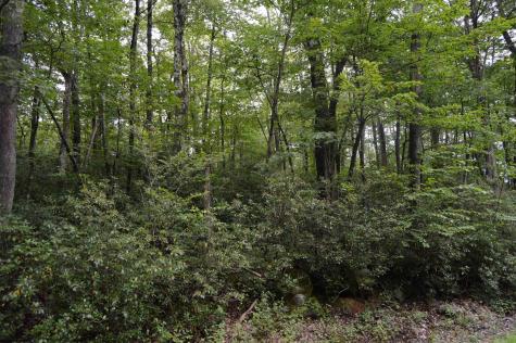 132 Dogwood Lane Terra Alta WV 26764