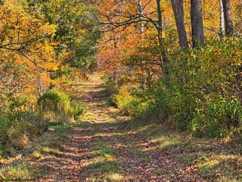 0 Beckys Creek Road Huttonsville WV 26273