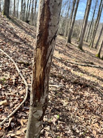 0 Herb Hyre Road French Creek WV 26218