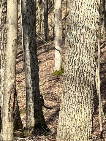 0 Herb Hyre Road French Creek WV 26218