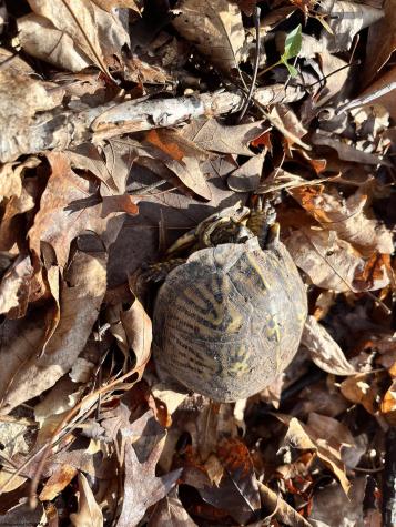 0 Herb Hyre Road French Creek WV 26218