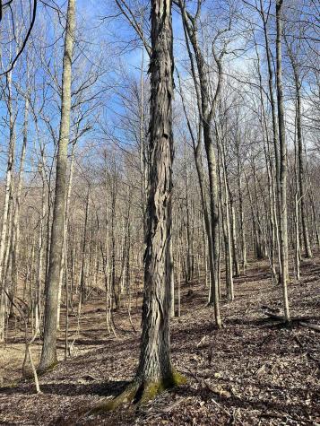 0 Herb Hyre Road French Creek WV 26218