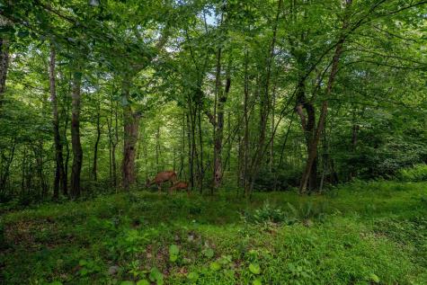 0 Camp Mountaineer Road Morgantown WV 26508