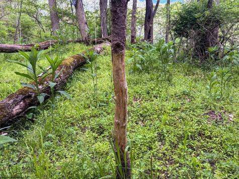 1 Libbylu Lane Buckhannon WV 26201