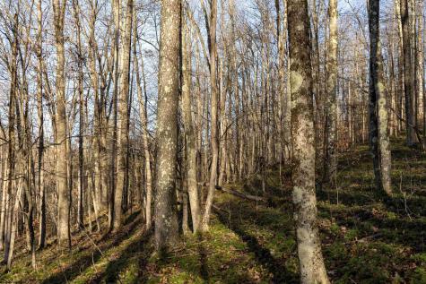 1 Frost Run Moatsville WV 26405