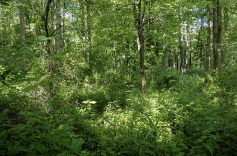 1 S Crim Avenue Belington WV 26250