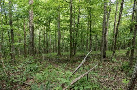 1 S Crim Avenue Belington WV 26250