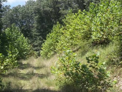 28 Woodland Drive Beverly WV 26253