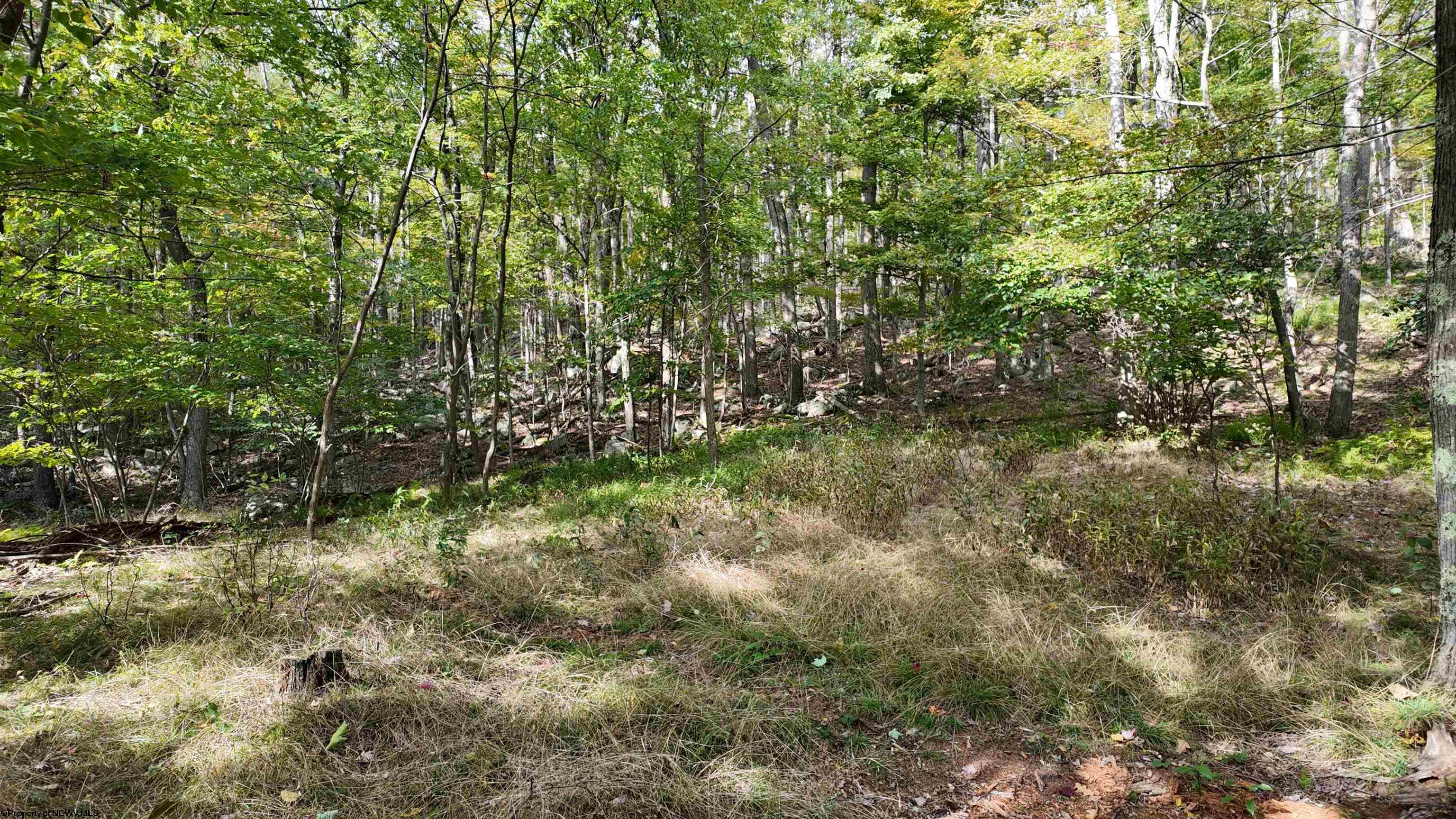 1 Shamrock Drive Mayesville WV 26833