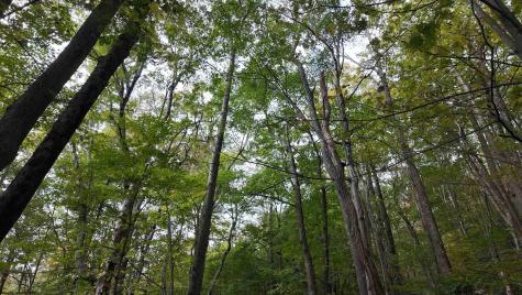 1 Shamrock Drive Mayesville WV 26833
