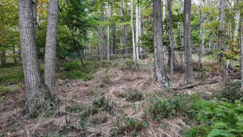 1 Shamrock Drive Mayesville WV 26833