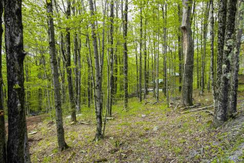 99 Fern Lane Davis WV 26260