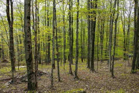 99 Fern Lane Davis WV 26260