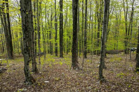 99 Fern Lane Davis WV 26260