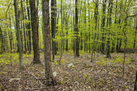 99 Fern Lane Davis WV 26260