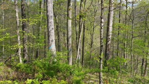 0 Poplar Springs Road Cameron WV 26033