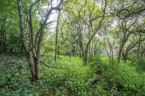 7 Roaring Plains Drive Dryfork WV 26263