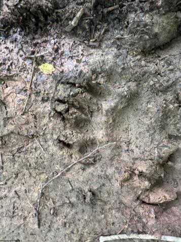 0 Laurel Run Road Montrose WV 26283