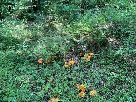 0 Laurel Run Road Montrose WV 26283