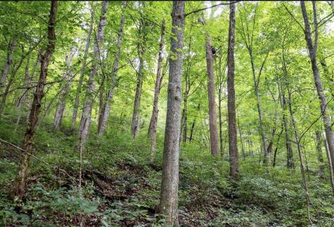 786 Wilson Run Road Pine Grove WV 26419